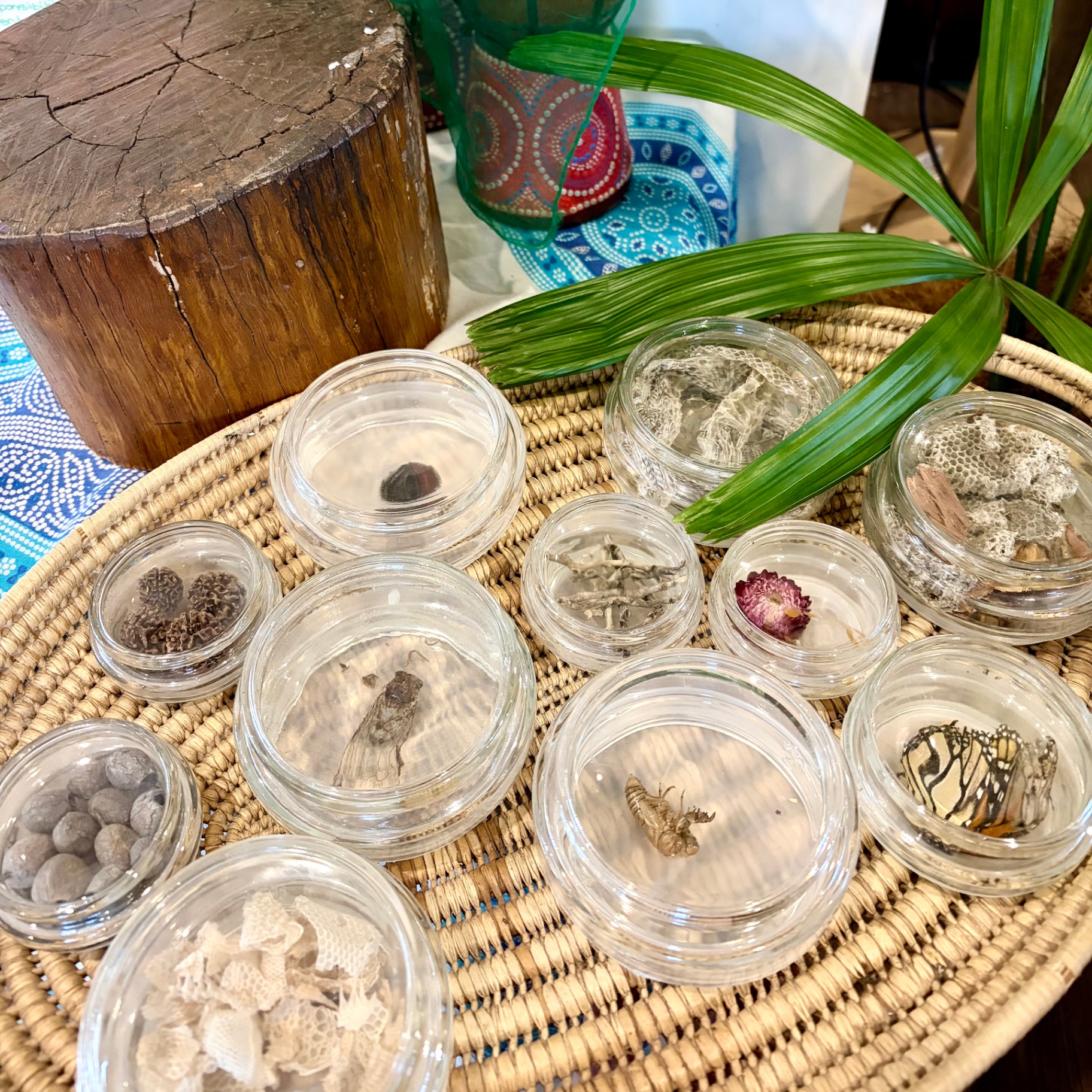 Nature's treasures - cicada shells, seed pods and honeycomb arranged in glass dishes