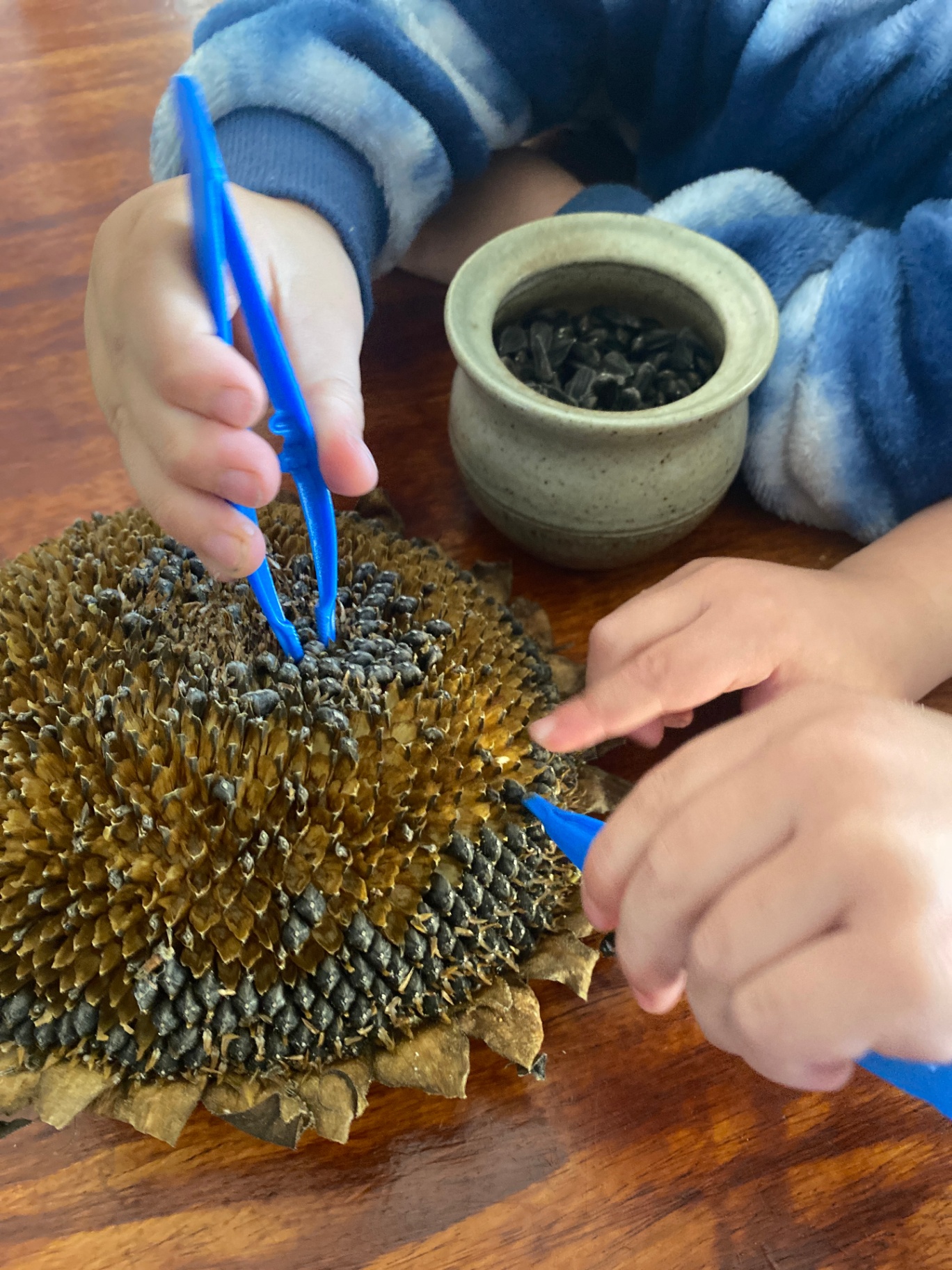 Children using tweezers to gently remove seeds from a dried sunflower head
