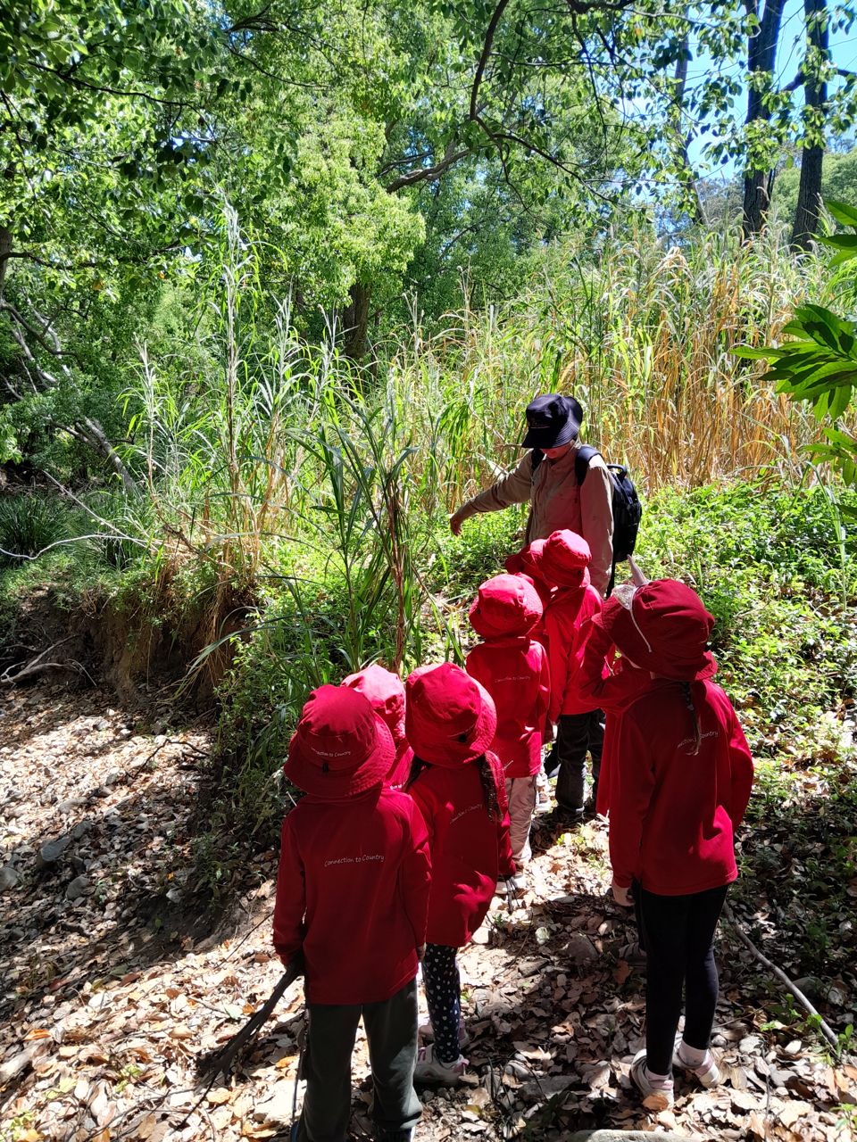 Children on a Connection to Country walk through lush bushland with their educator